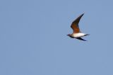 20140908_Oosterse Vorkstaartplevier_Stinkgat_2